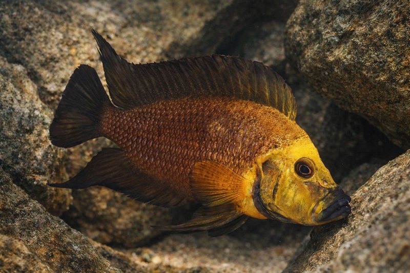 Altolamprologus compressiceps 'Kasanga'
